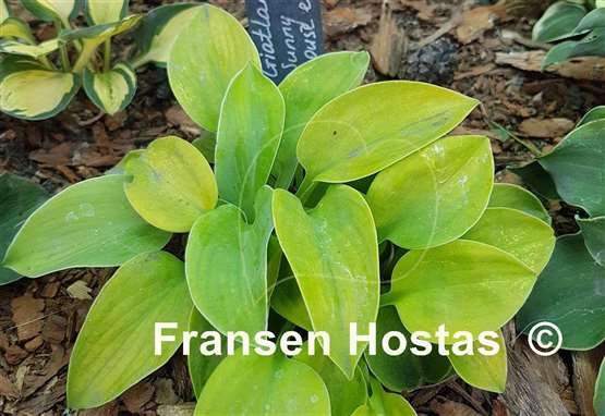 Hosta Giantland Sunny Mouse Ears